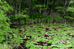 水辺の花