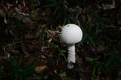 キノコの山 キノコの山