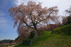 「又兵衛桜」