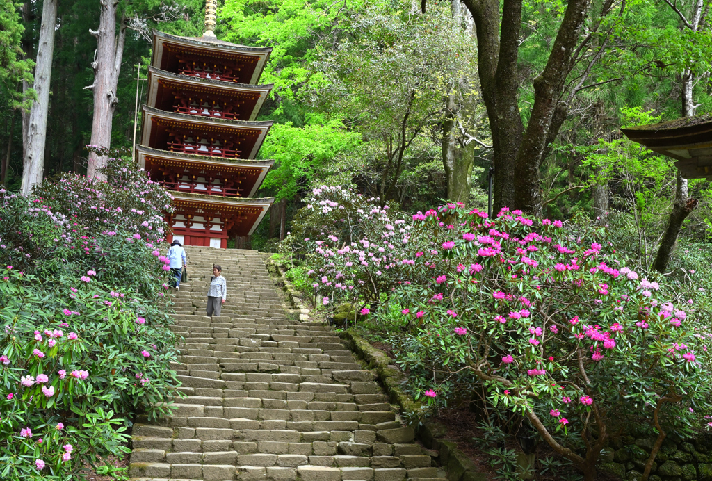 春めく室生寺