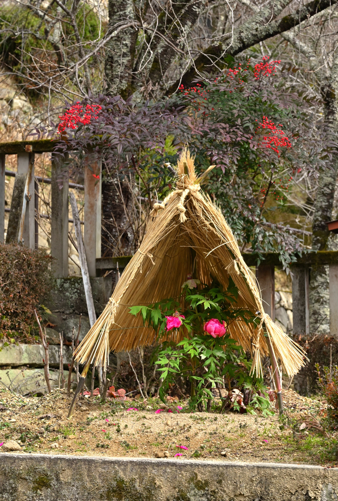 長谷寺の寒牡丹