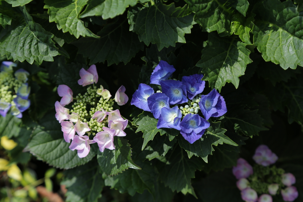 散歩で紫陽花