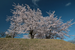 桜咲き誇る