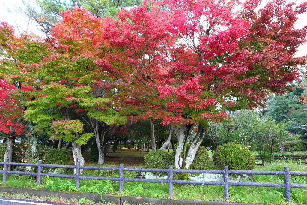 伊賀の紅葉