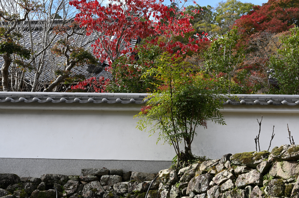 長谷寺　秋景色