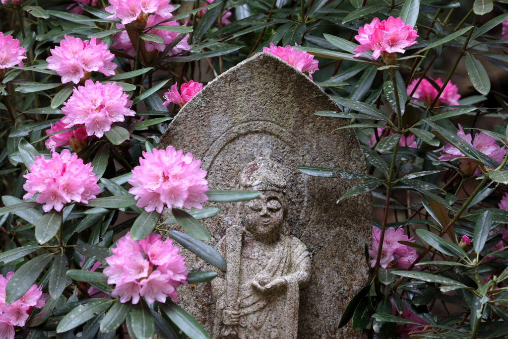 石楠花の寺