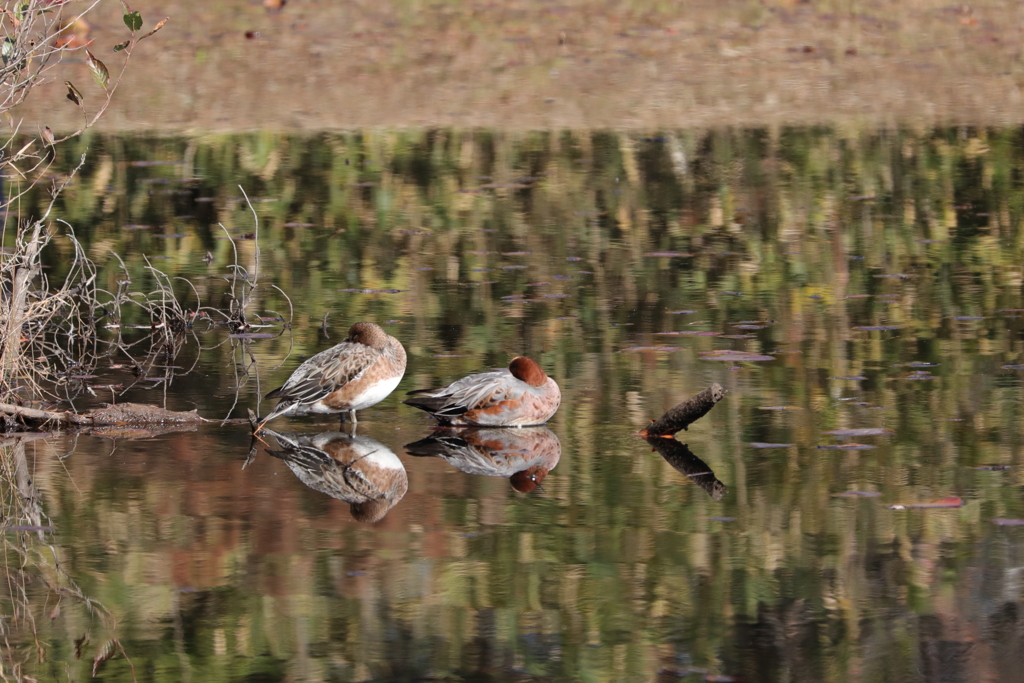 渡り鳥がやって来た