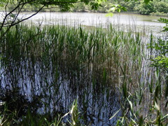 森林公園のひと時