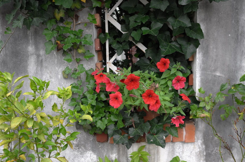 街かどの花