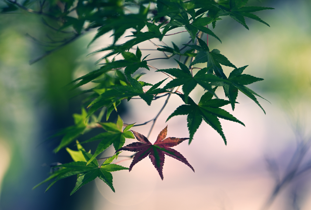 秋未だか