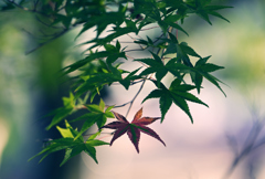 秋未だか