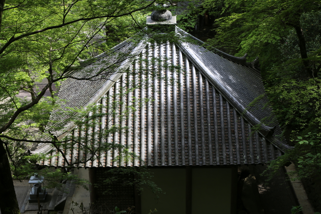 ５月の長谷寺　新緑