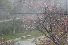 雨のち晴れ