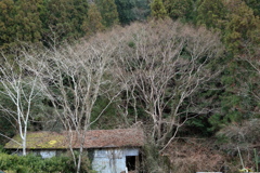 初瀬の冬景色