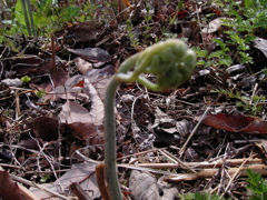 散歩道　ワラビ