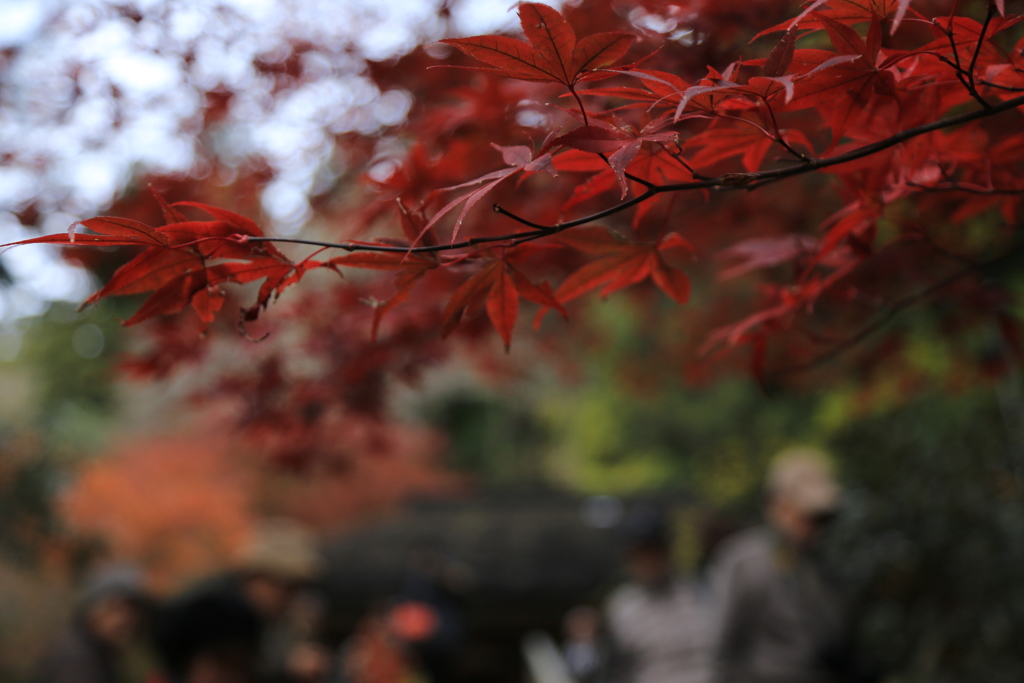 錦色の室生寺