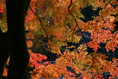 秋麗 室生寺