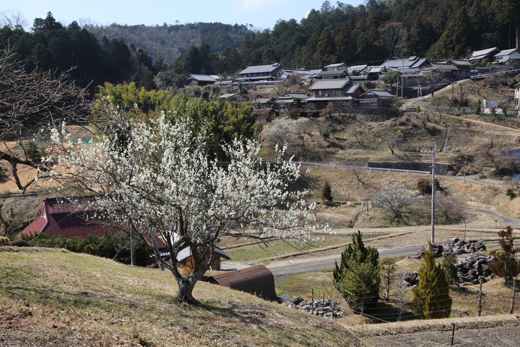 にほんの里 深野