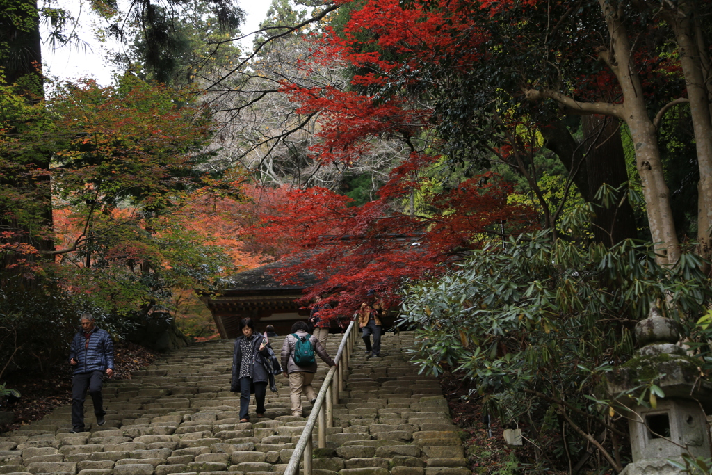 錦色の室生寺