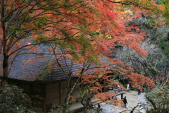 室生寺・紅葉