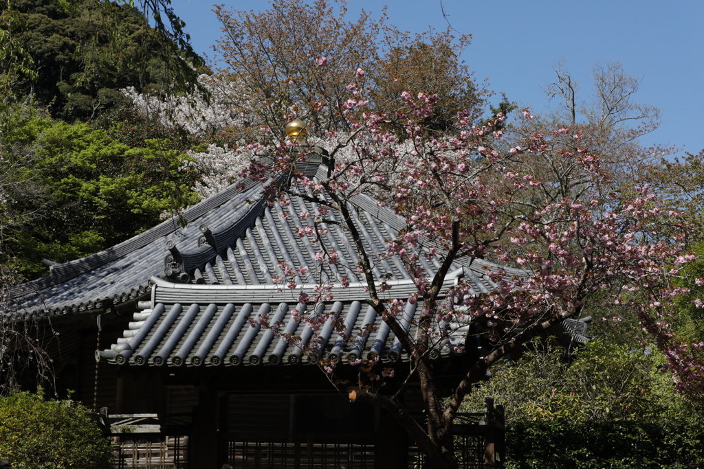 大和國 長谷寺