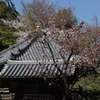 大和國 長谷寺