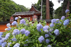 奈良のあじさい寺