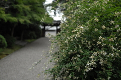 奈良　秋篠寺