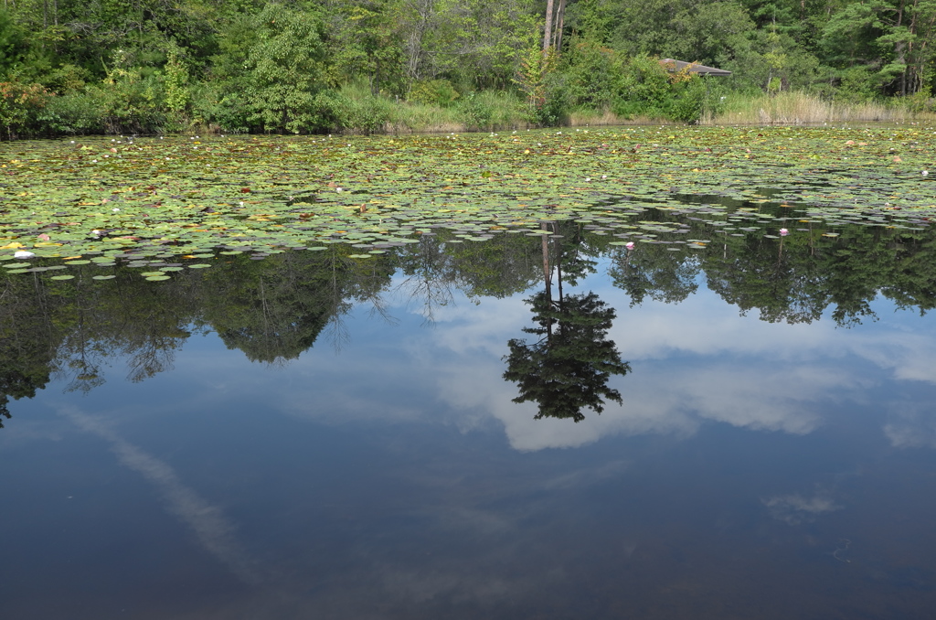 ちょっと秋、散歩