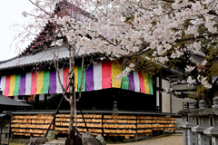 奈良の安倍文殊院へ