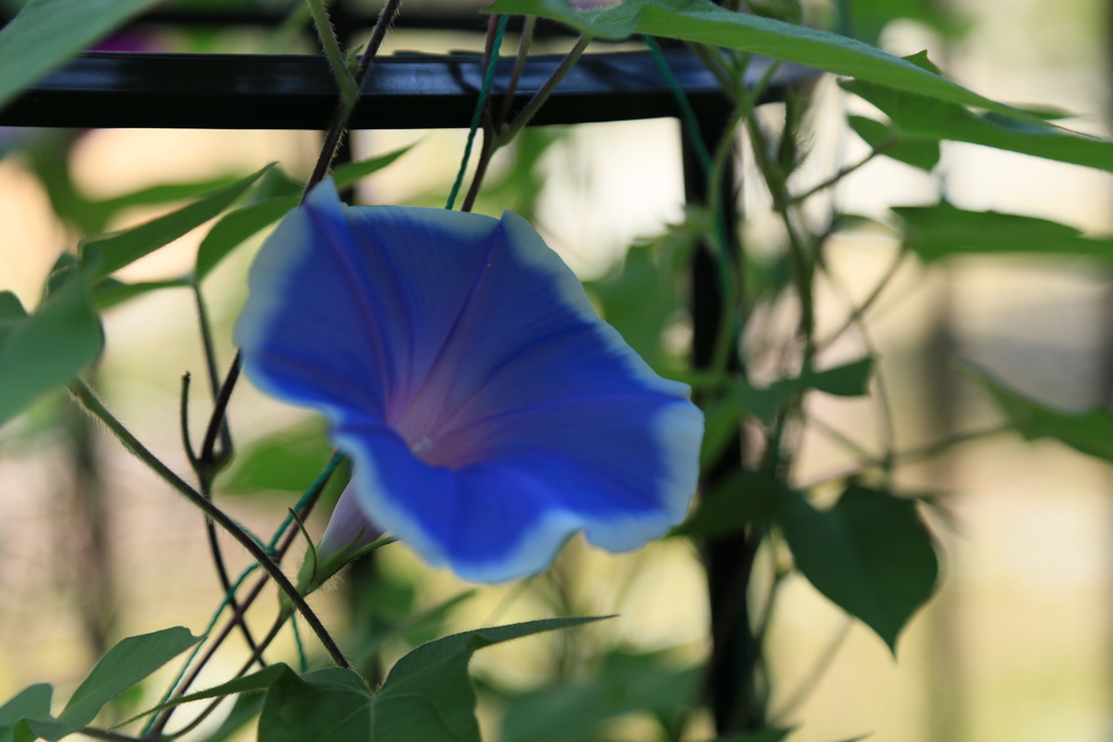 朝顔（夏が来た）