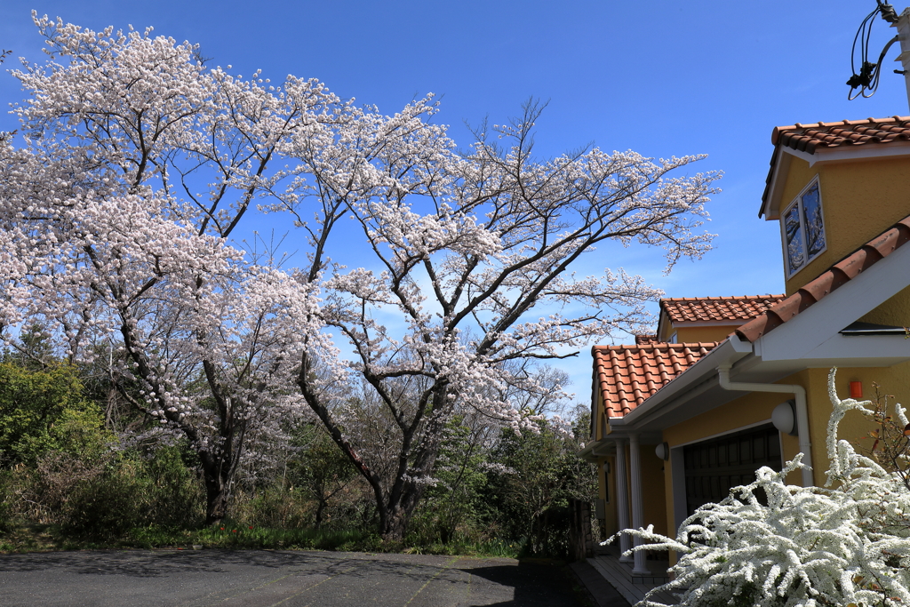 ご近所の桜