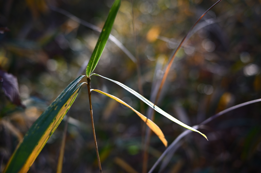 師走のブラ散歩