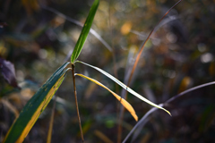 師走のブラ散歩