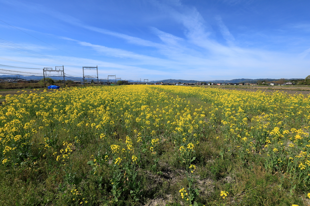 菜の花、今年も咲きました。