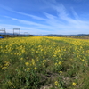 菜の花、今年も咲きました。