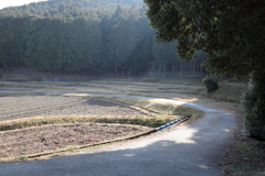 朝の散歩道