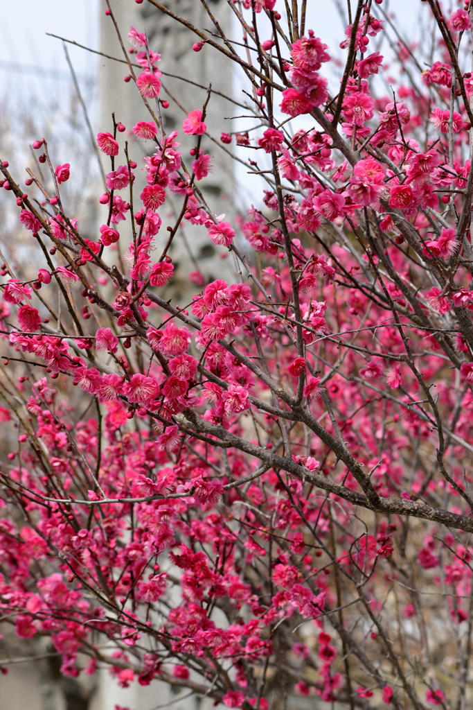梅の花