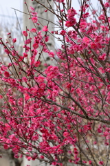 梅の花