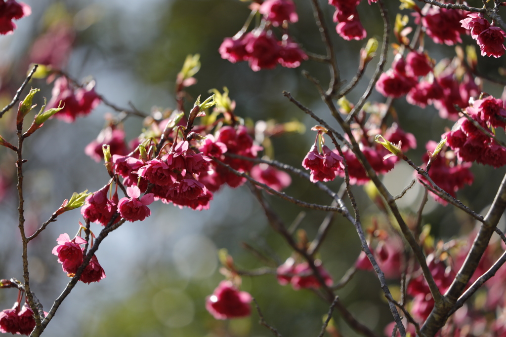 桜狩り