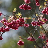 桜狩り