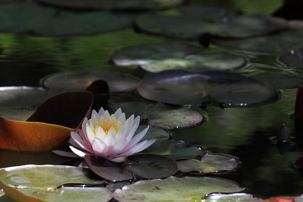 公園の睡蓮