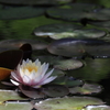 公園の睡蓮