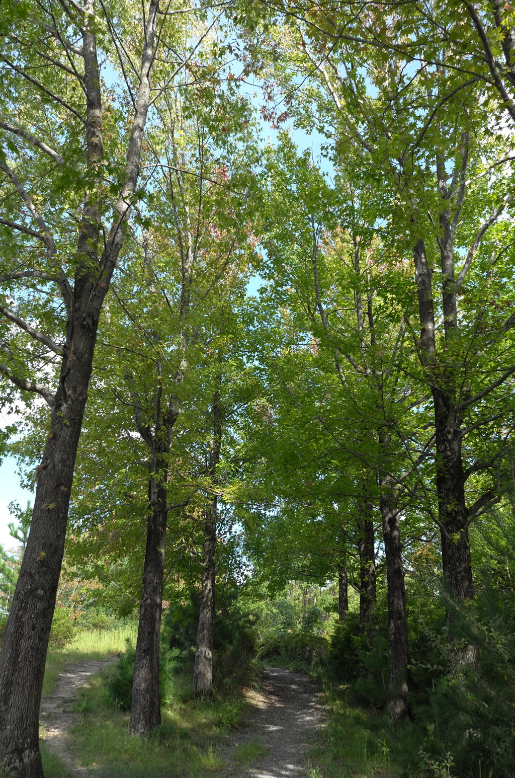 ちょっと秋、散歩