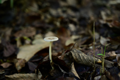 キノコの山 キノコの山