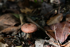 キノコの山 キノコの山