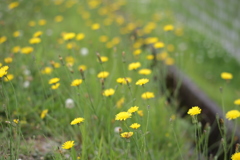 あぜ道の花