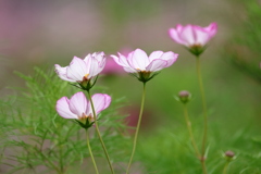 コスモスの花咲く