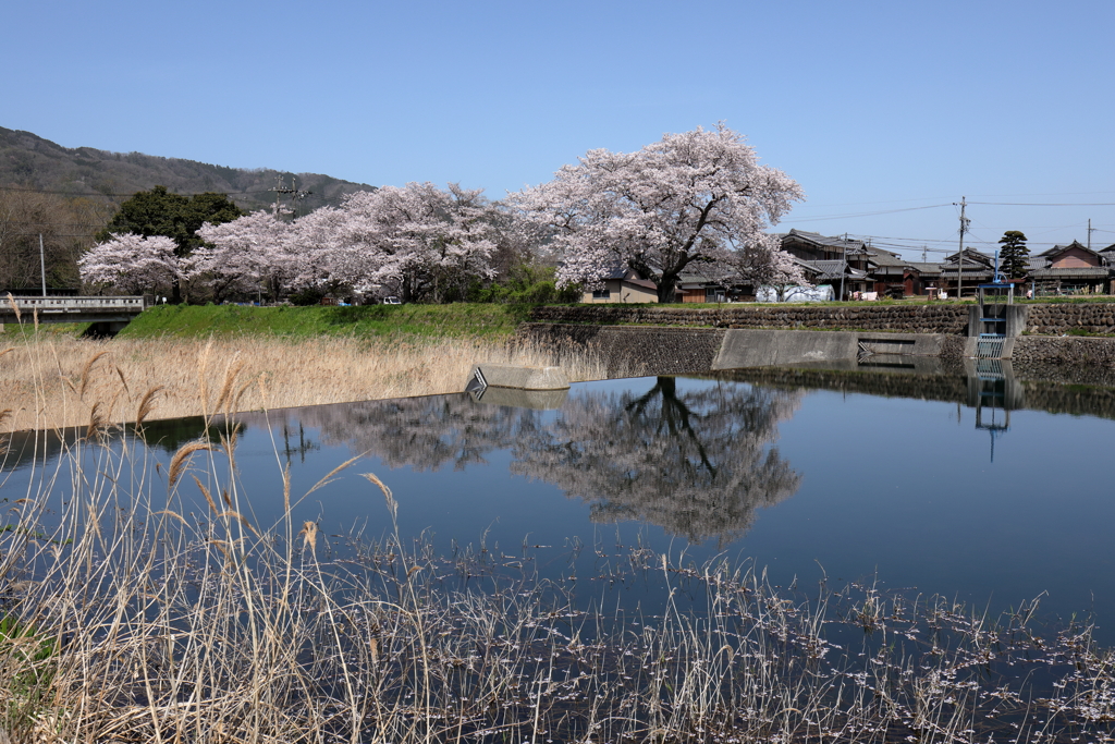 桜花ファイナル　リフレクション