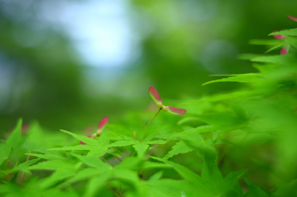 梅雨入り前